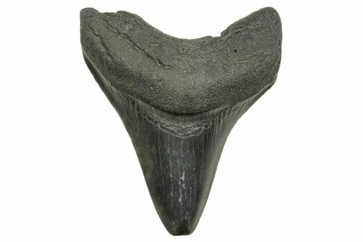 Fossil Megalodon Tooth - South Carolina #368368